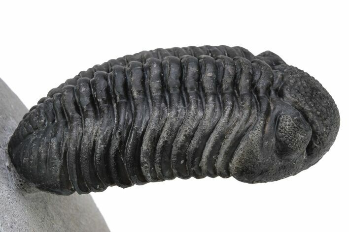Phacopid Trilobite (Pedinopariops) - Rock Removed Under Shell #230351